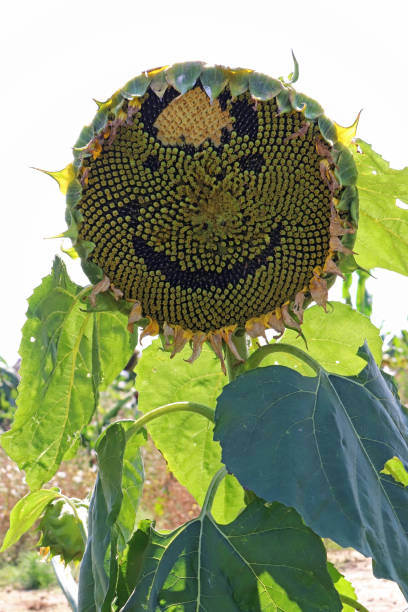 istock Tournesol - Sunflower (Helianthus annuus). 1343488675