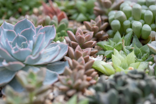 todos os tipos de pequenas e adoráveis plantas suculentas - sumarento - fotografias e filmes do acervo