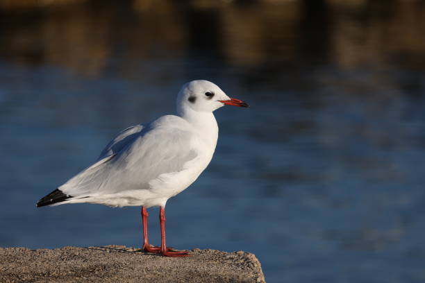 istock Seagull sits on the shore in the morning 1343490187