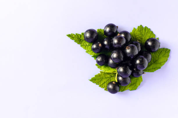 frutas de groselha preta com folhas verdes em um close-up de fundo azul. frutas pretas e folhas verdes em uma vista superior colorida - 4727 - fotografias e filmes do acervo