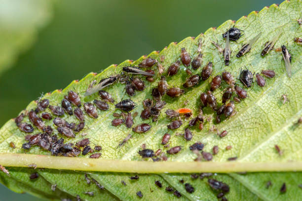 istock Macro photo of aphids on a leaf of a tree. 1343490562