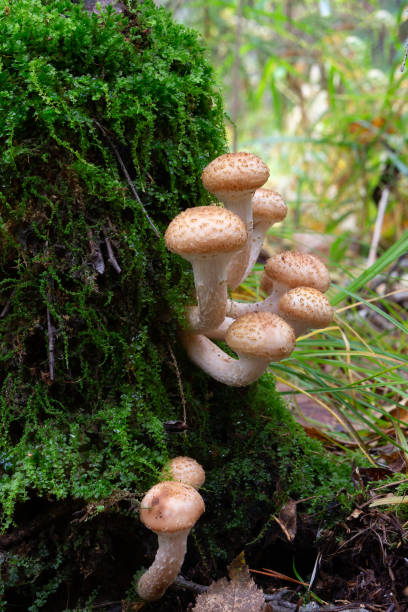 istock Mushrooms honey agarics in autumn forest 1343491648
