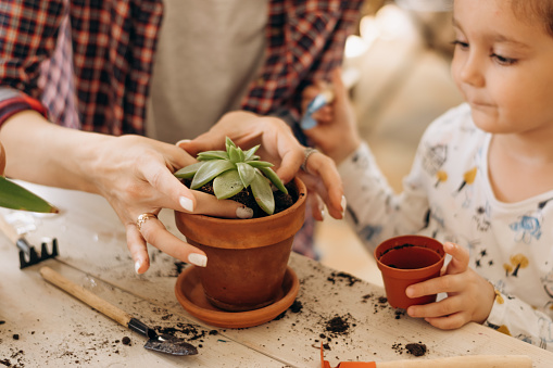 Little mixed-race dark-haired girl with her mother is planting houseplants in terracotta pots at home.Family leisure,home gardening,hobby concept.Biophilia design and urban jungle concept.