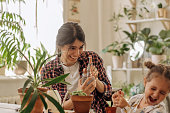 Young happy mixed race woman with a little daughter is planting houseplants at home and having fun splashing water.Home gardening.Family leisure,hobby concept.Biophilia design and urban jungle concept