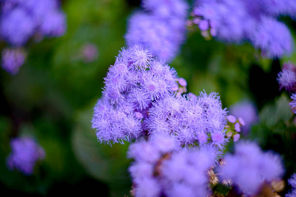 Ageratum with fluffy purple flowers. Shallow depth of field.