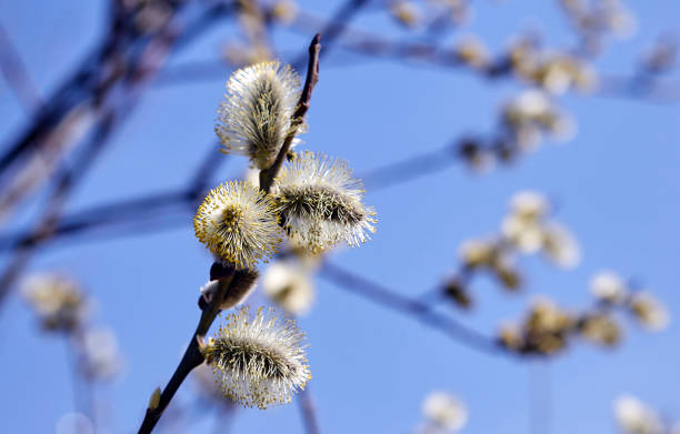 istock Goat willow, willow, blooms in spring on a clear day 1343493083