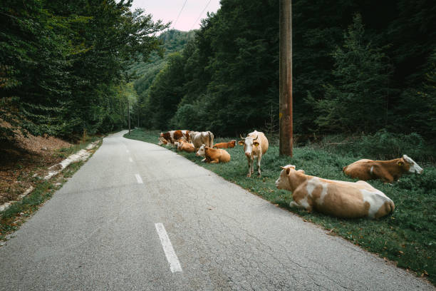 Cows graze on the grass verge by the side of a country road in rural Romania.