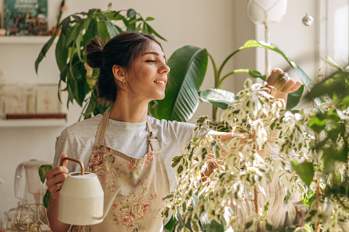 Positive young beautiful mixed race woman in apron is watering houseplants at home.Home gardening.Hobby concept.Biophilia design and urban jungle concept.