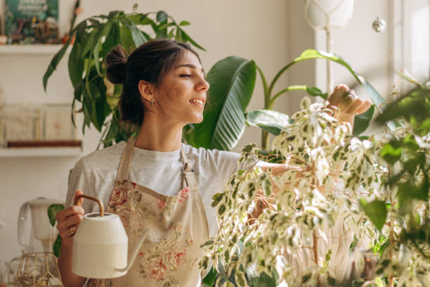 Positive young beautiful mixed race woman in apron is watering houseplants at home.Home gardening.Hobby concept.Biophilia design and urban jungle concept stock photo