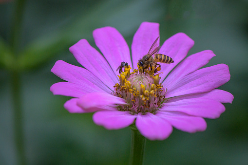 two insect on purple zinnia with bokeh background
