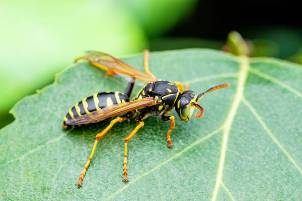 chaqueta amarilla insecto avispa en green leaf macro - saco fotografías e imágenes de stock