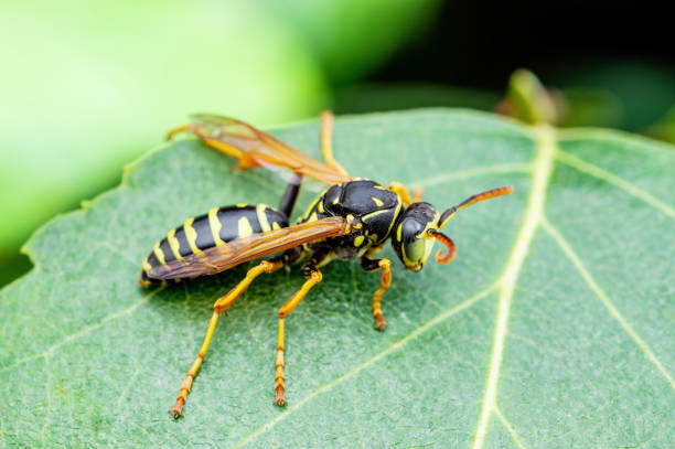 yellow jacket guêpe insecte sur feuille verte macro - veste et blouson photos et images de collection