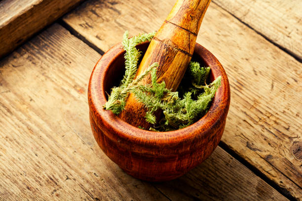Lycopodium healing herbs on wooden table Dried healing plants in a mortar and pestle.Lycopodium in herbal medicine lycopodiaceae photos stock pictures, royalty-free photos & images