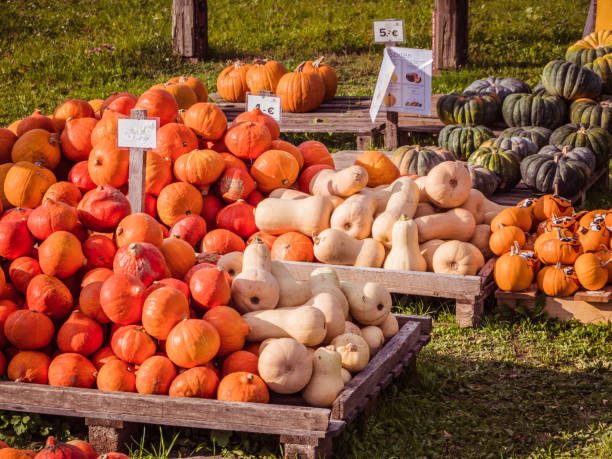 istock Pumpkin sale on the market 1343500083