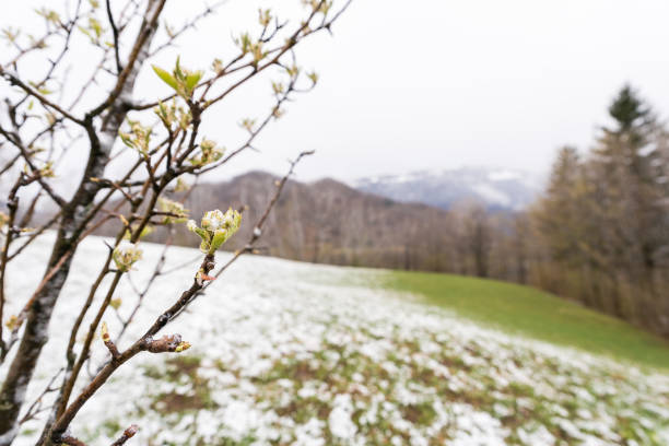 Branch of Apple Tree in Bloom During Snow in Earlier Spring