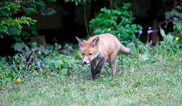 istock Fox family exploring a suburban garden 1343501653