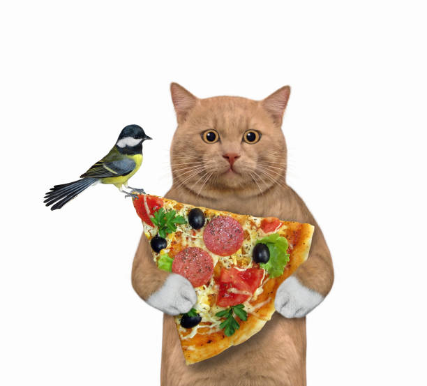 istock Cat reddish with slice of pizza 1343502041
