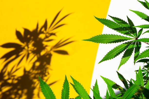 istock A cannabis bush in bright light with a white and yellow background with a shadow. Medicinal marijuana leaves of the Jack Herer variety are a hybrid of sativa and indica. Growing a home plant 1343502188
