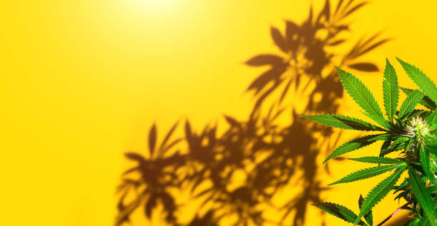 istock A cannabis bush in bright light with a yellow background with a shadow. Medicinal marijuana leaves of the Jack Herer variety are a hybrid of sativa and indica. Growing a home plant 1343502191