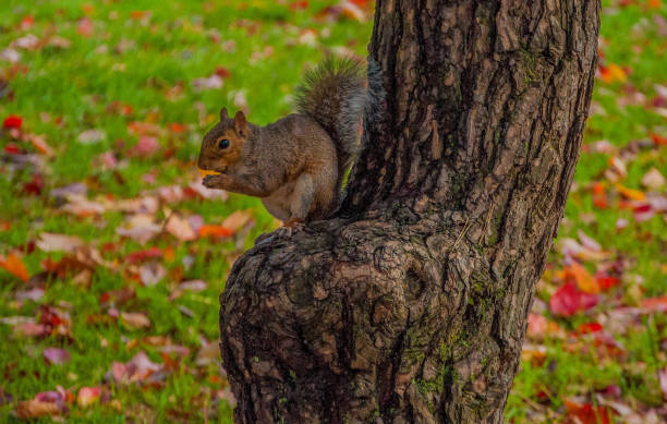 istock A squirrel eating its food on a tree trunk 1343505398