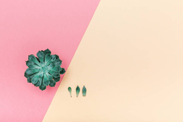 istock Succulent plants on color paper background 1343507484