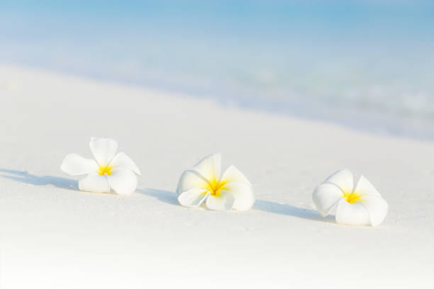 Hawaiian plumeria flower lei border forming a background for custom text and copy in the center. a frame for holiday, vacation, summer beach paradise theme for travel, convention industry. Photographed in horizontal format on the island of Kauai, Hawaii, USA.