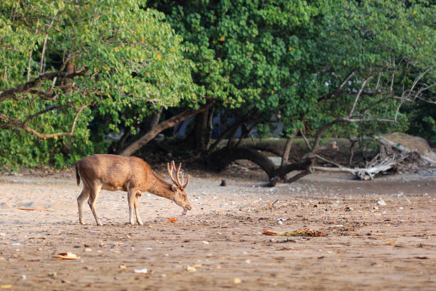 istock This deer is biting plastic waste, it's better not to use plastic waste anymore ! 1343508648