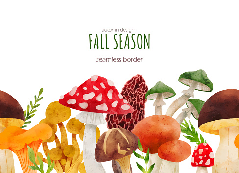 Forest Mushrooms seamless border, hand drawn vector watercolor illustration