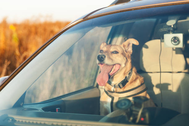 幸せなジンジャーレッドミックスは、家族の車の窓の外を見て、彼の舌をぶら下げて微笑む犬を繁殖させます。日没時間夏の壁紙。グランジ太陽明るい効果。ペットの旅行コンセプト。 - hot dog ストックフォトと画像