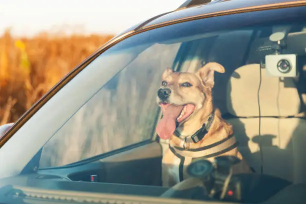 Photo of Happy ginger red mix breed dog smiling with his tongue hanging out, looking out of family car window. Sunset time summer wallpaper. Grunge solar bright effect. Pets travel concept.