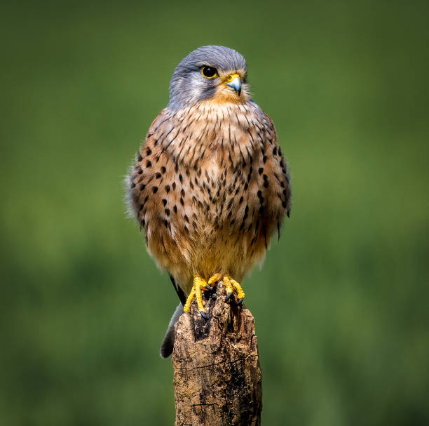 offensichtlich warten - kestrel hawk beak falcon stock-fotos und bilder