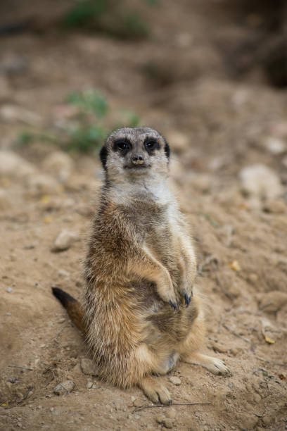 istock pregnant meerkat standing on the land 1343511725