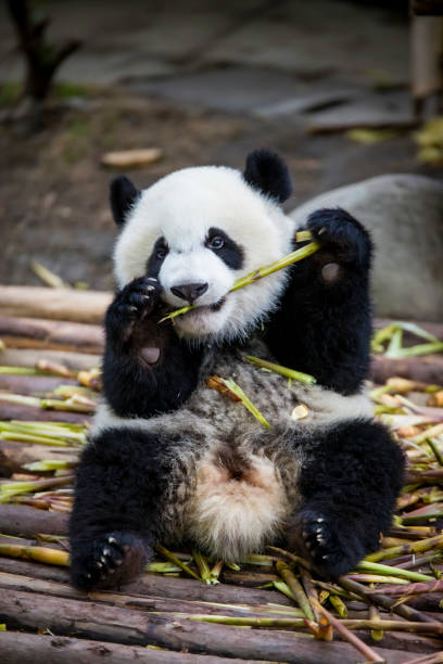 istock Baby Panda Bear Eating Bamboo Grass 1343512293