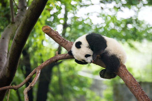 Baby Panda Bear Sleeping on a Tree in the Fresh Green
