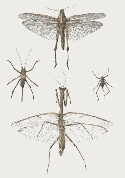 Vector illustration of Flying Insects. Stick insects