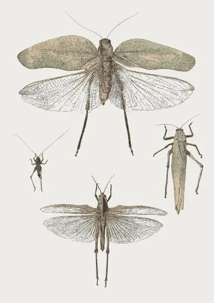 Vector illustration of Flying Insects. Cricket