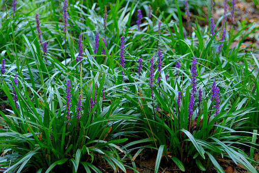 Liriope muscari, commonly called lily turf, blue lily turf, monkey grass or border grass, is a grass-like perennial which features clumps of strap-like, arching, glossy, dark green leaves. However, it is not a grass and part of asparagus family. Erect, showy flower spikes with dense, violet-purple flowers rise above the leaves in late summer. Flowers give way to black berries which often persist into winter.