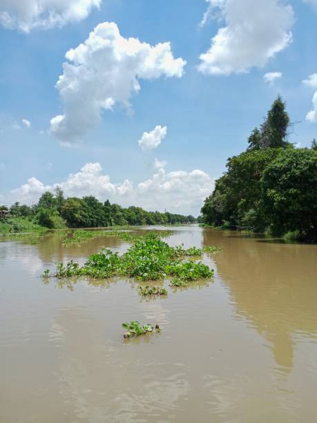 istock Vertical perspective view: river has floating plants and the sky with white clouds, sunny afternoon. 1343515413