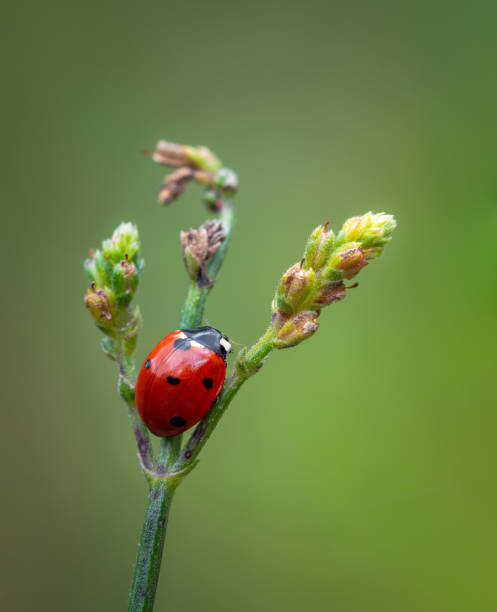 istock Red ladybug insect sitting on flower 1343515435