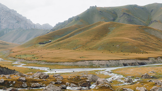 Silhouette of animals on the wild pasture with view of the colorful valley, mountains and rivers in Tian Shan, Kyrgyzstan