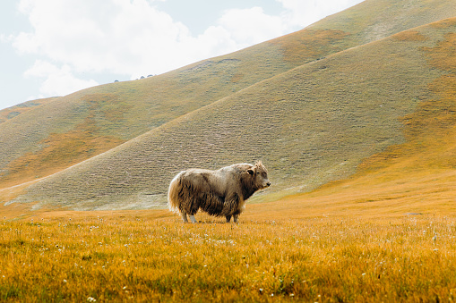 White and black yak on the tibetan mountain meadow.