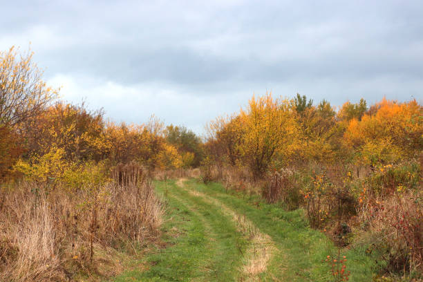 istock An abandoned road leading to the village. 1343520718