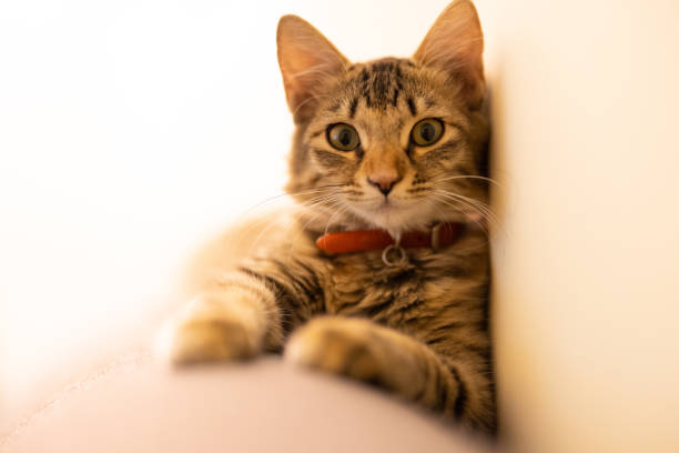 istock portrait of a tabby cat 1343521688