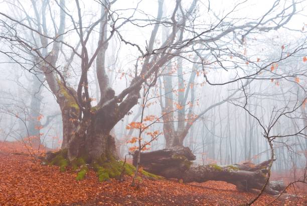 istock old enormous beech in a misty autumn forest 1343521711