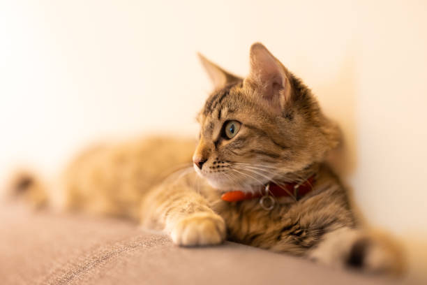 istock portrait of a tabby cat 1343521800