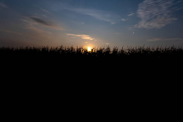 istock Corn stalks silhouetted against the evening sky in a field. 1343521831