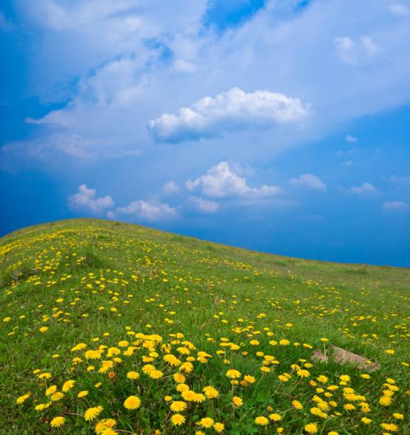 Alpen Landscape - Green Field Meadow full of spring flowers - selective focus (For diffrent focus point check the other images in the series)