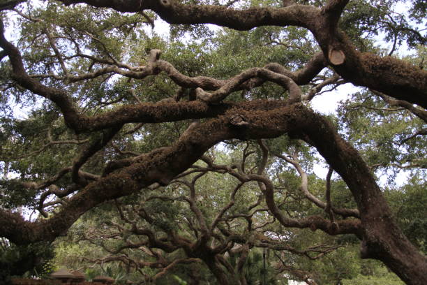 istock crown of the trees 1343522614