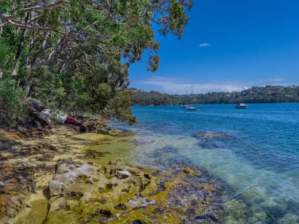 beautiful turquoise and blue waters of Beauty Point  Mosman on a Spring morning with yachts and houses in background NSW Australia