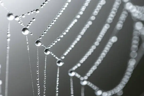 Natural abstract background with crystal dew drops on a spider web.